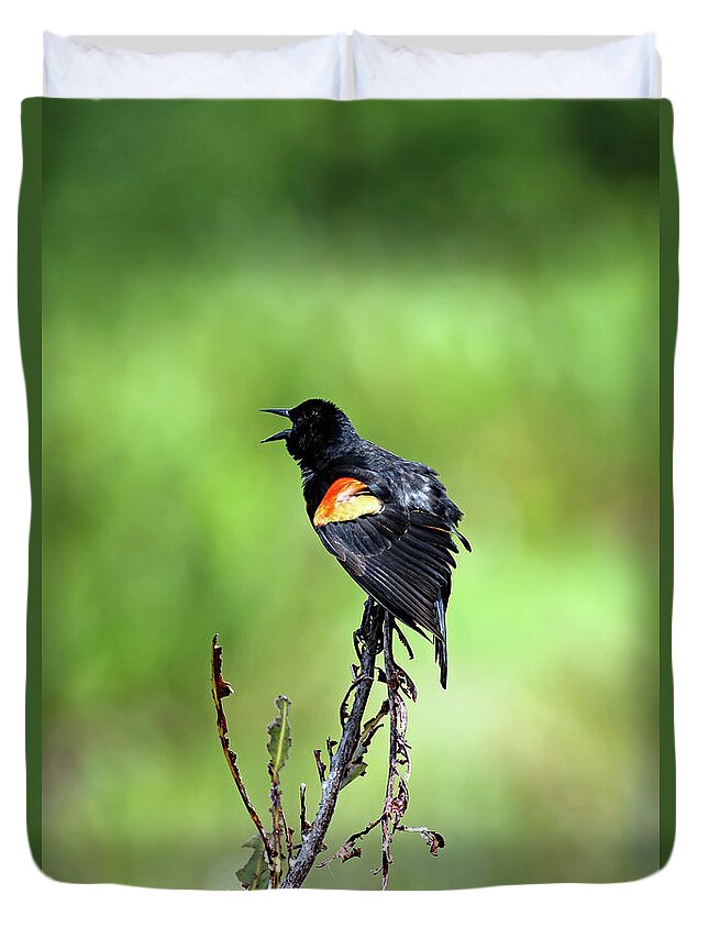 Florida Duvet Cover featuring the photograph Red Wing Singing by Jennifer Robin