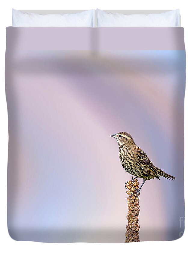 Red Winged Blackbird Duvet Cover featuring the photograph Red Winged Black Bird - Female by Rehna George