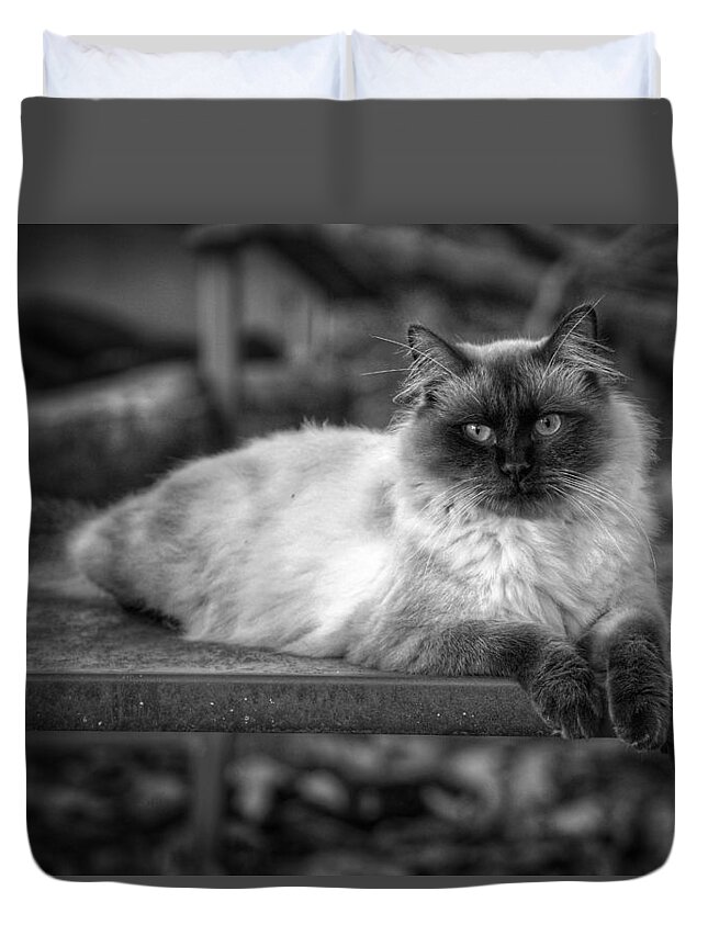 Cat Duvet Cover featuring the photograph Regal by DArcy Evans