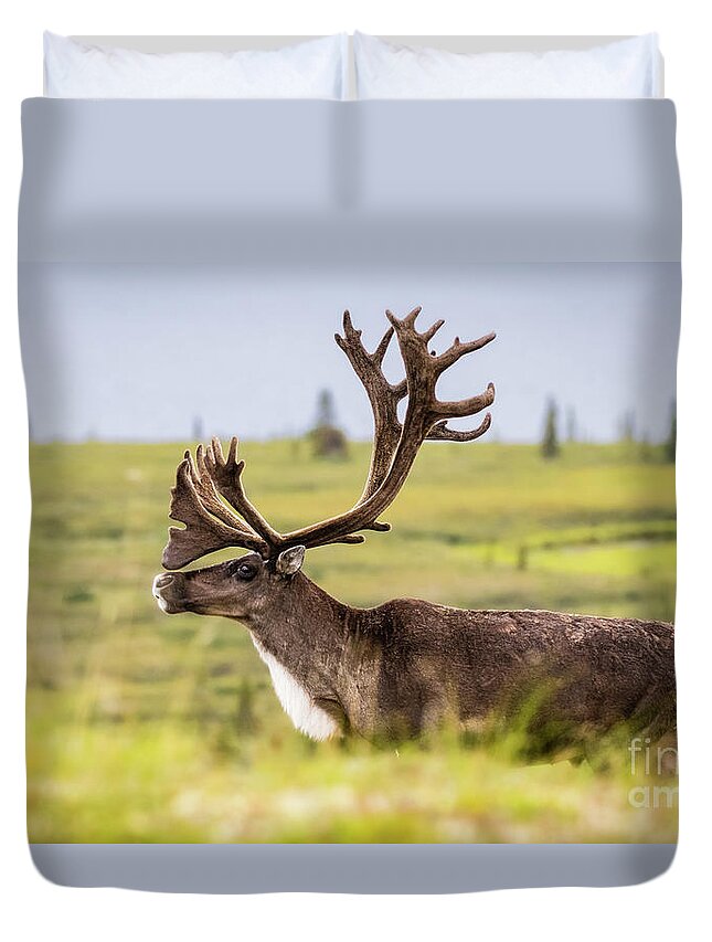 Reindeer Duvet Cover featuring the photograph Reindeer with beautiful antlers by Lyl Dil Creations
