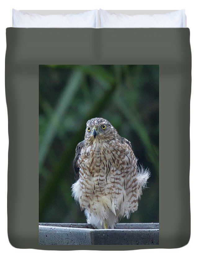 Hawk Duvet Cover featuring the photograph Resting Cooper's Hawk by Patricia Schaefer