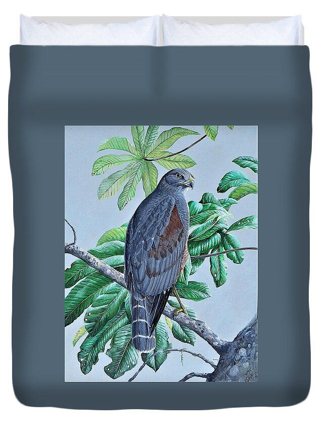 Ridgway's Hawk Duvet Cover featuring the painting Ridgway's Hawk by Barry Kent MacKay