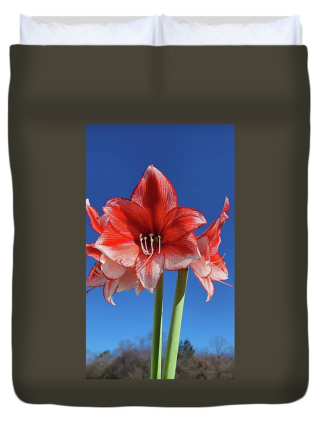 Amaryllis Duvet Cover featuring the photograph Rise Above by Kim Galluzzo