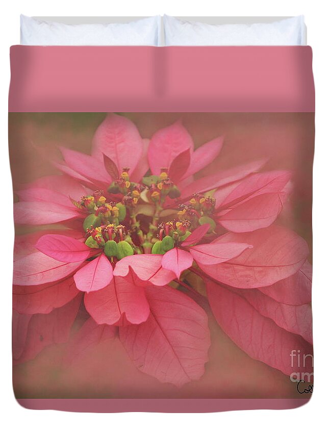 Christmas Duvet Cover featuring the photograph Rose Blush Poinsettias Digital Art by Colleen Cornelius