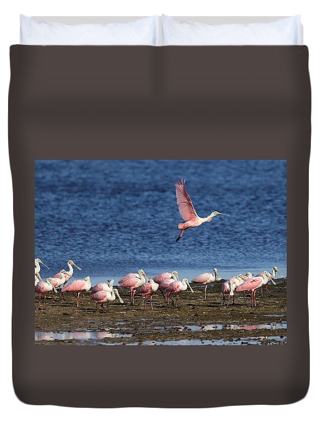 Roseate Spoonbill Duvet Cover featuring the photograph Roseate Spoonbills Gather Together 5 by Mingming Jiang