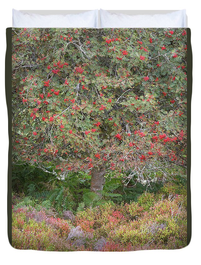 Landscape - Scenery Duvet Cover featuring the photograph Rowan Tree, Bilberries and Heather by Anita Nicholson