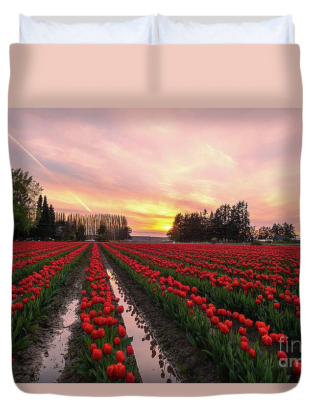 Tulip Fields Duvet Cover featuring the photograph Rows of Tulips and Tall Trees by Mike Reid