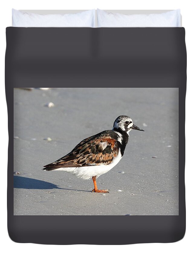 Ruddy Turnstones Duvet Cover featuring the photograph Ruddy Turnstone by Mingming Jiang