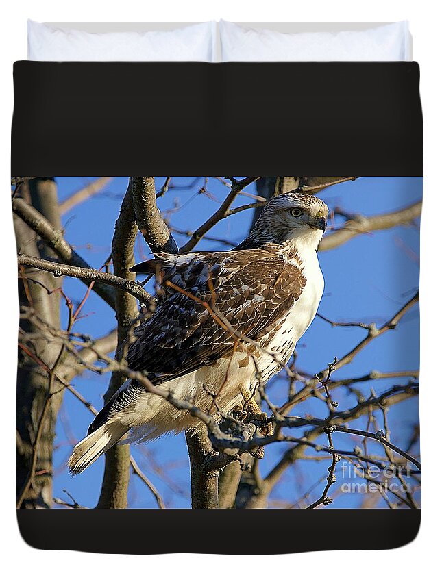 Red Tail Hawk Duvet Cover featuring the photograph Ruffled Red Tail Hawk by Yvonne M Smith