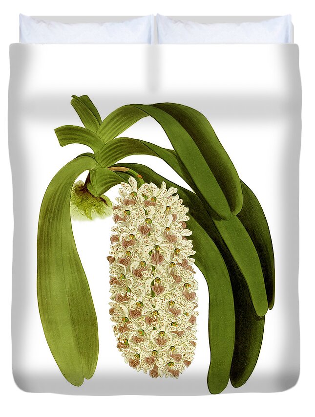 Saccolabium Duvet Cover featuring the mixed media Saccolabium giganteum Orchid by World Art Collective