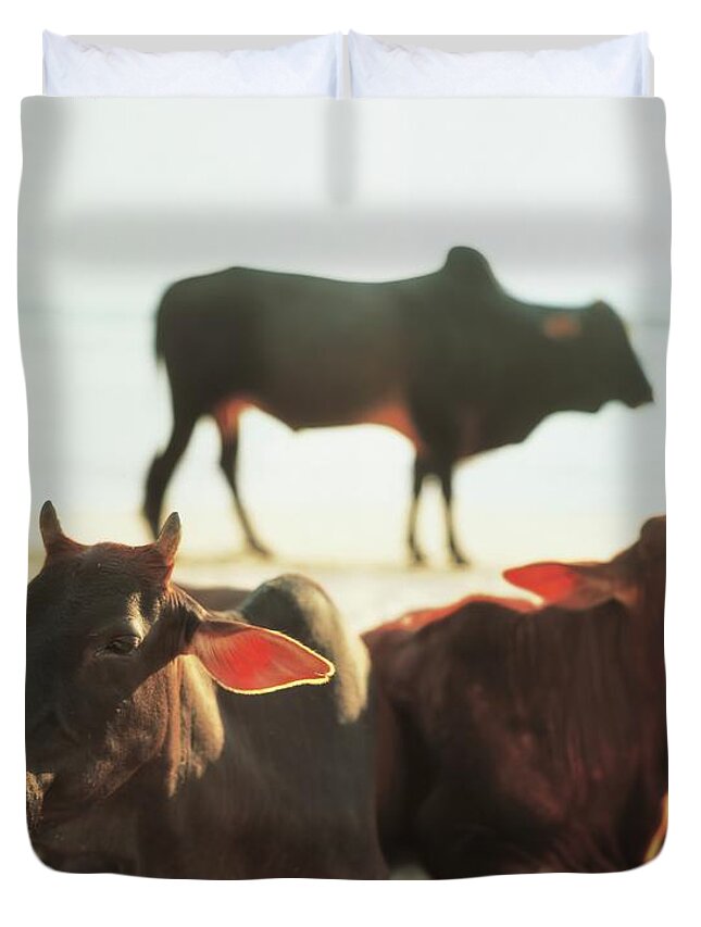 Sacred Duvet Cover featuring the photograph Sacred Cows on the Beach by Carol Whaley Addassi