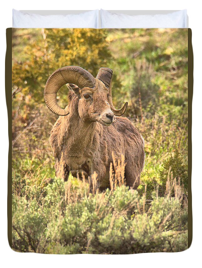 Bighorn Duvet Cover featuring the photograph Sage Brush Ram Portrait by Adam Jewell
