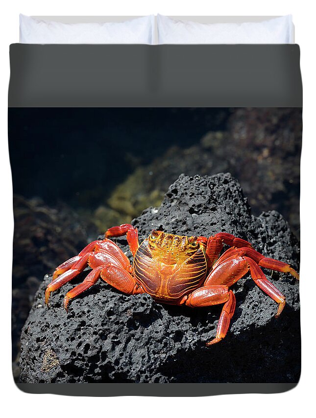 Republic Of Ecuador Duvet Cover featuring the photograph Sally Lightfoot crab, Grapsus grapsus, Santa Cruz Island, Galapagos Islands, Ecuador by Kevin Oke