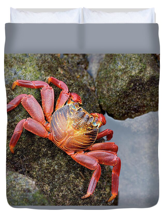 Sally Lightfoot Crab Duvet Cover featuring the photograph Sally Lightfoot crab by Kevin Oke