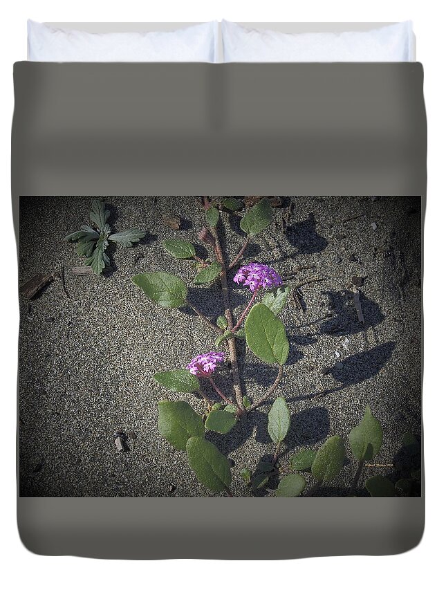 Pink Duvet Cover featuring the photograph Sand-Verbenas by Richard Thomas