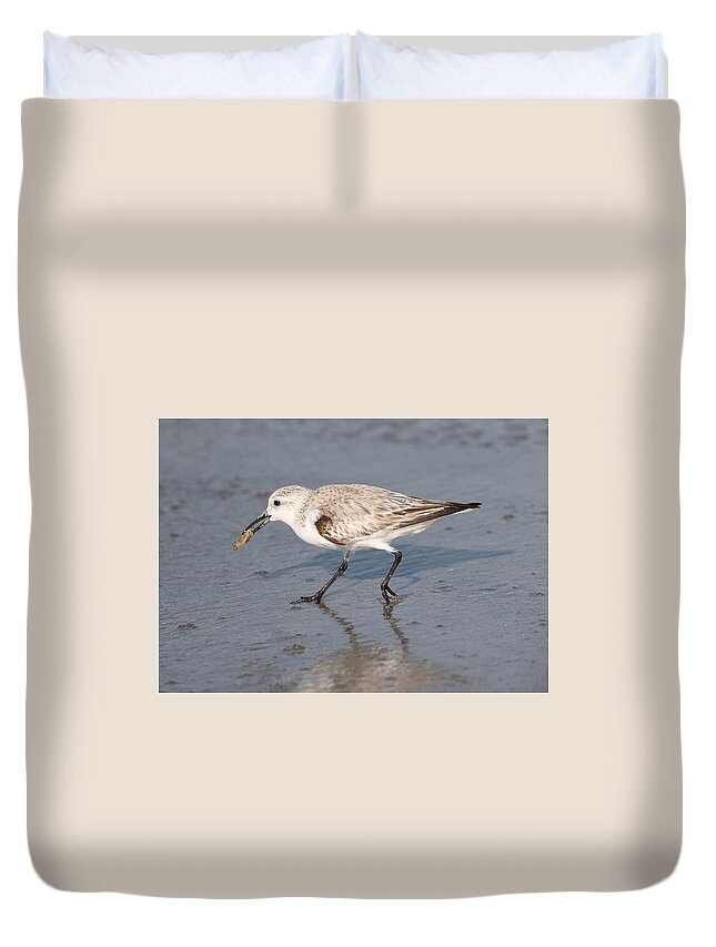 Sanderlings Duvet Cover featuring the photograph Sanderling by Mingming Jiang
