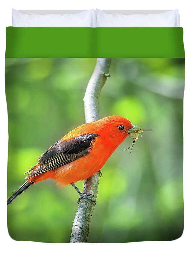 Canada Duvet Cover featuring the photograph Scarlett Tanager and Prey by Tracy Munson