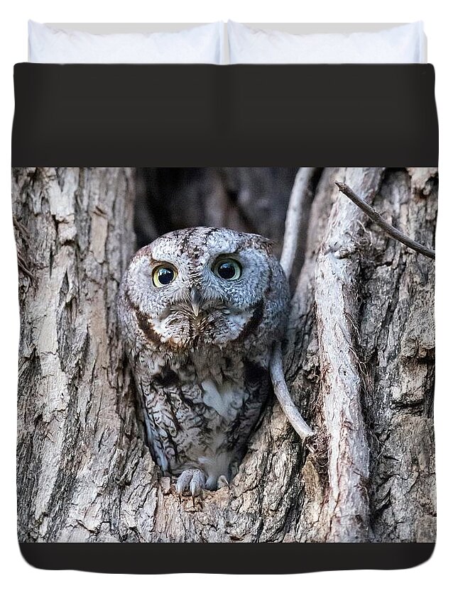 Screech Owl Duvet Cover featuring the photograph Screech owl - Time to Takeoff by Puttaswamy Ravishankar
