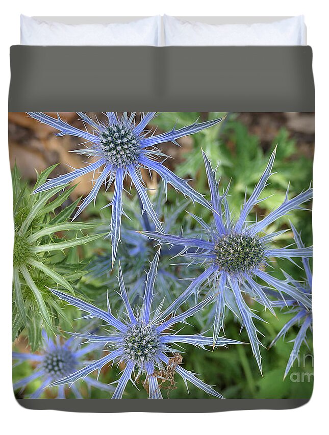 Sea Holly Duvet Cover featuring the photograph Sea Hollies in bloom by Bentley Davis