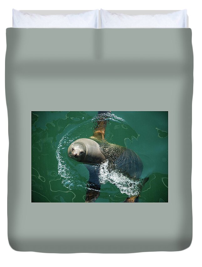 Seal Duvet Cover featuring the photograph Sea You by Jennifer Kane Webb