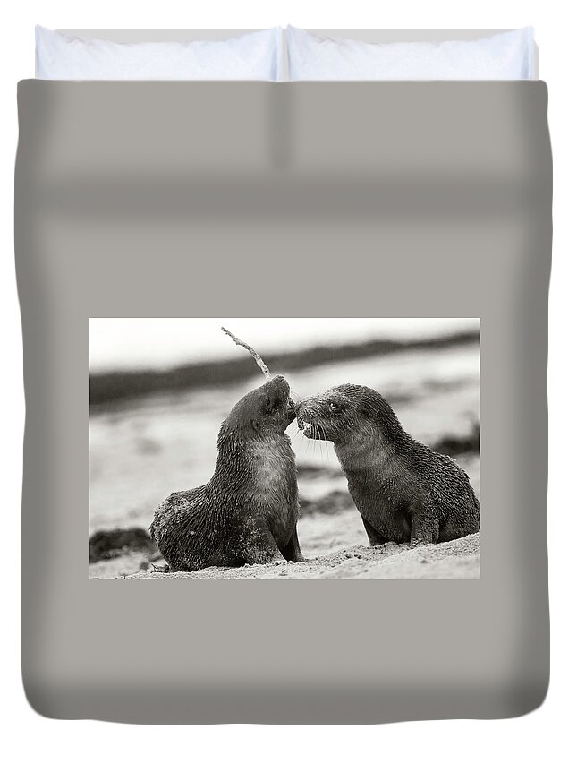 Australian Sea Lion Pups Duvet Cover featuring the photograph Playing Pups by Puttaswamy Ravishankar