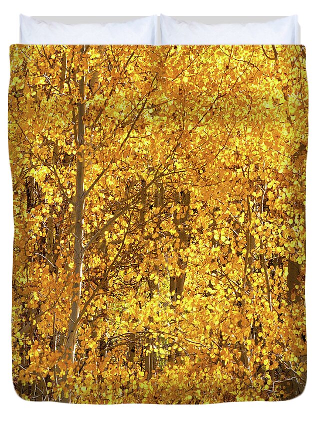 Aspen Trees In Colorado By Olena Art Fall In Full Bloom 🍁 Duvet Cover featuring the photograph Season Of Gold 3d Panel Split Triptych  by OLena Art by Lena Owens - Vibrant DESIGN