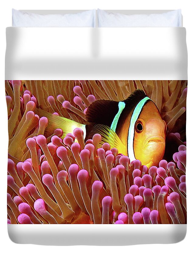 Sebae Duvet Cover featuring the photograph Sebae Clownfish by Russ Harris