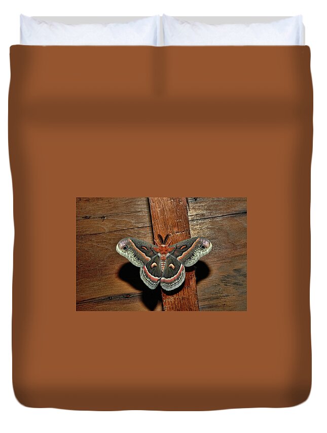 Moth Duvet Cover featuring the photograph Secropius by David Armstrong