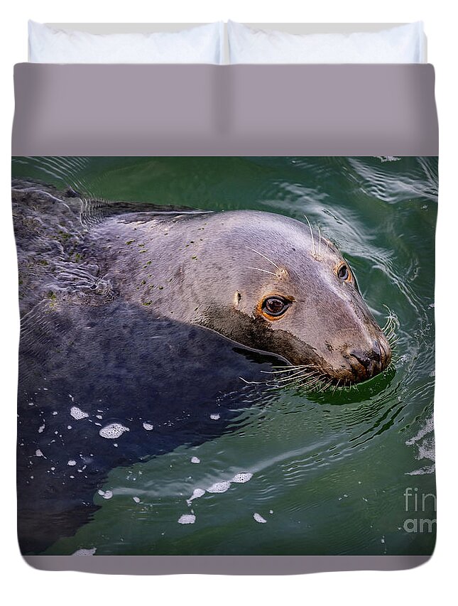 Seal Duvet Cover featuring the photograph Seeking a Handout by Jim Gillen