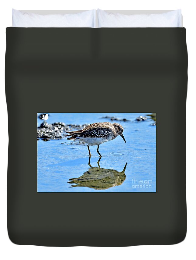 Semipalmated Sandpiper Duvet Cover featuring the photograph Semipalmated sandpiper by Amazing Action Photo Video