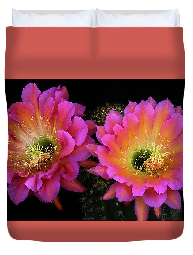 Echinopsis Hybrid Duvet Cover featuring the photograph Shades Of Pink by Saija Lehtonen