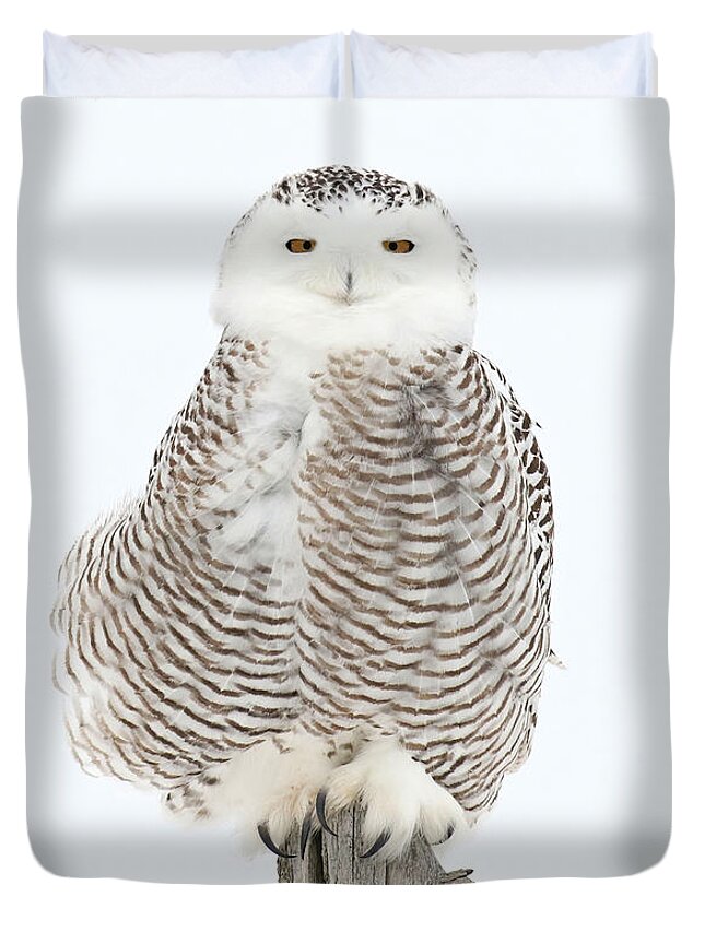Snowy Owl Duvet Cover featuring the photograph She is so pretty when she smiles by Heather King