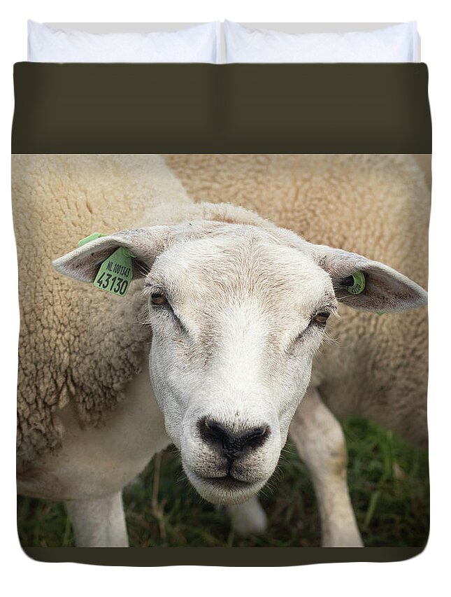 Sheep Duvet Cover featuring the photograph Sheep by MPhotographer