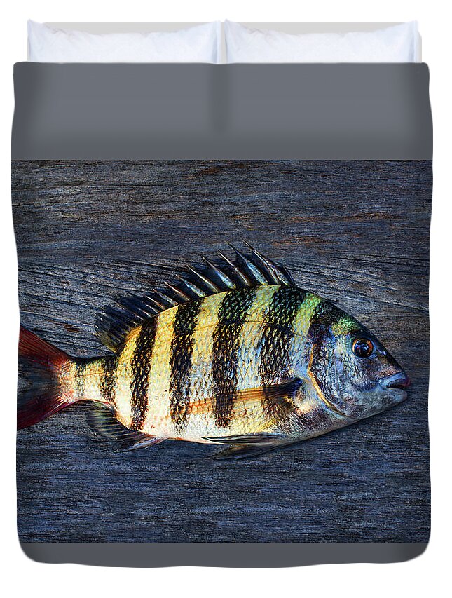 Animal Duvet Cover featuring the photograph Sheepshead Fish by Laura Fasulo