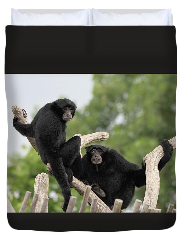 Siamang Monkeys Columbus Zoo Duvet Cover featuring the photograph Siamang Monkeys Columbus Zoo by Dan Sproul
