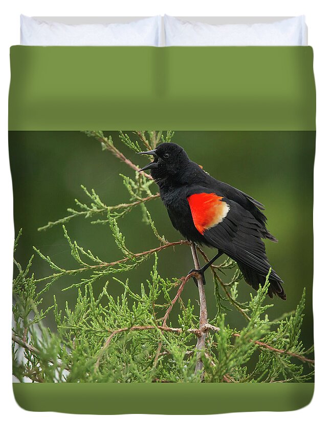 Wildlife Duvet Cover featuring the photograph Singing Red-winged Blackbird by Kristia Adams