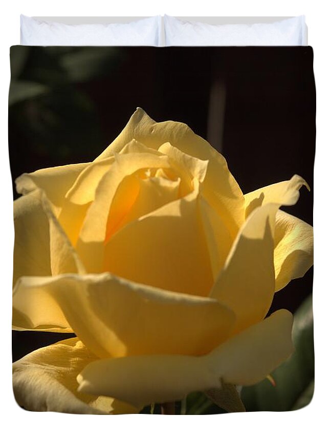 Backyard Duvet Cover featuring the photograph Single Yellow Dancing Rose by Richard Thomas