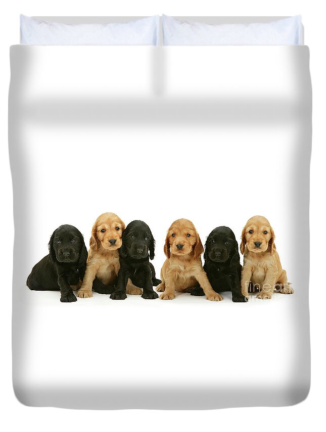 specificeren Het eens zijn met Gedeeltelijk Six Black and Golden Cocker Spaniel pups Duvet Cover by Warren Photographic  - Pixels