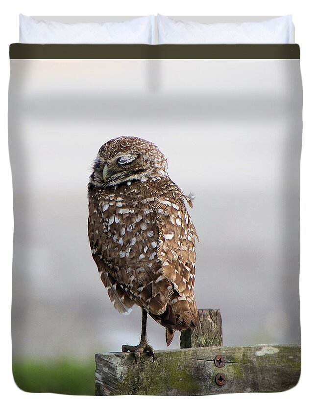 Owl Duvet Cover featuring the photograph Sleeping Burrowing Owl by Rosalie Scanlon