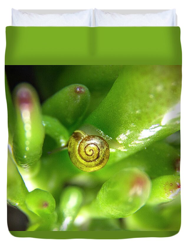 Snail Duvet Cover featuring the photograph Snail art by MPhotographer