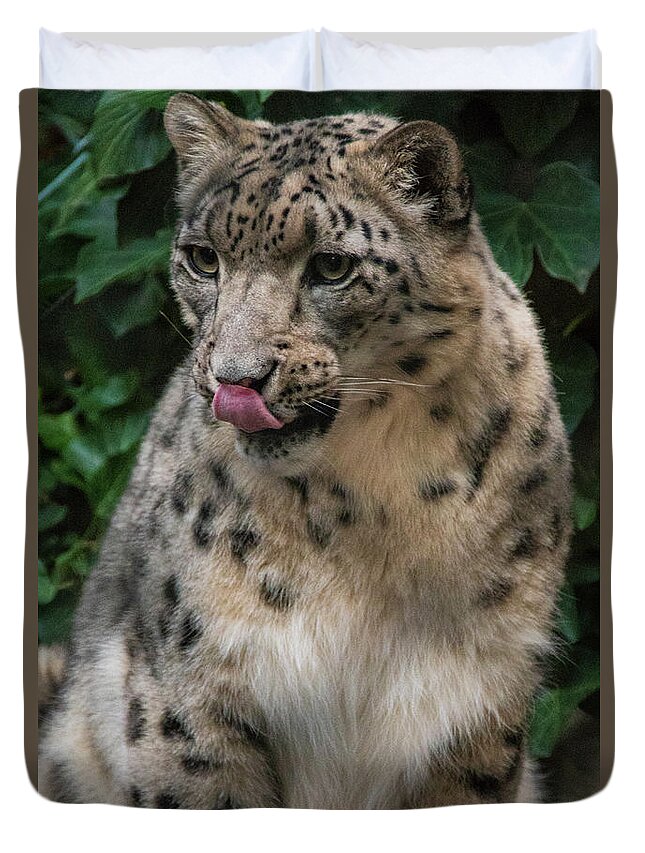 Zoo Boise Duvet Cover featuring the photograph Snow Leopard 1 by Melissa Southern