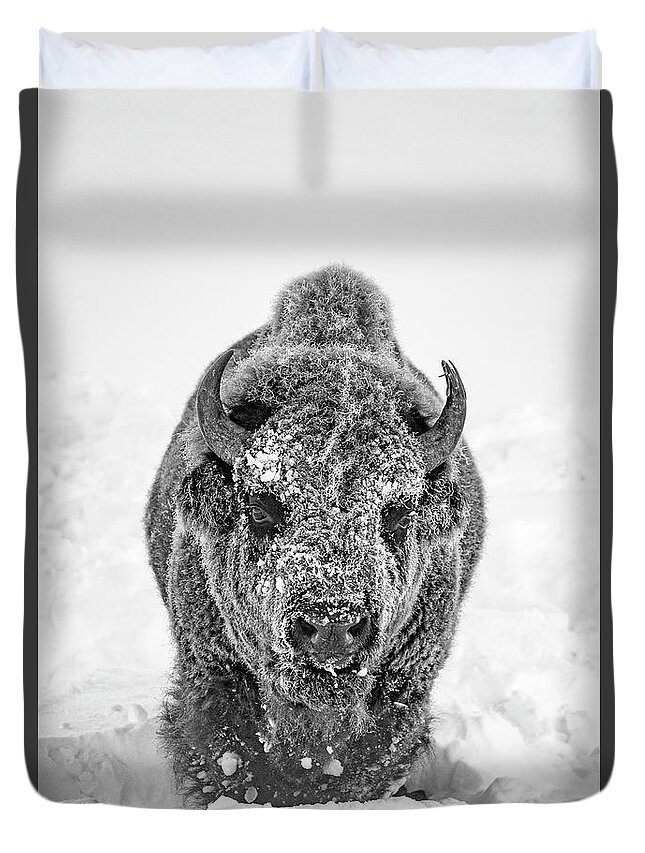 Bison Duvet Cover featuring the photograph Snowy Bison by D Robert Franz
