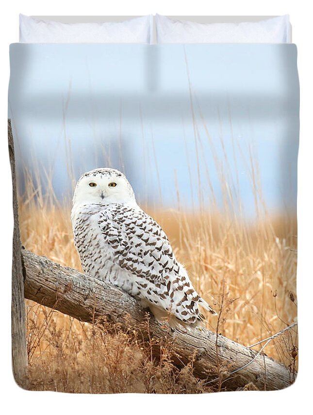Snowy Owl Duvet Cover featuring the photograph Snowy owl in golden fields by Heather King