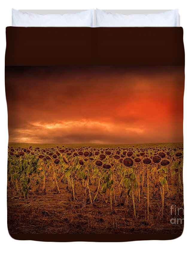 South Dakota Sunflowers Duvet Cover featuring the photograph South Dakota Sunflowers by Mitch Shindelbower