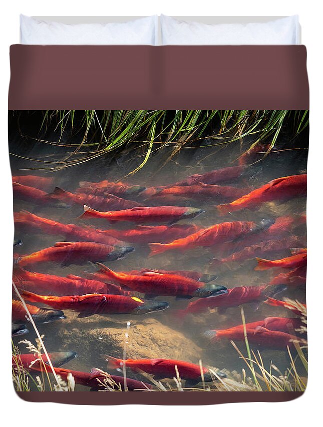 Salmon Duvet Cover featuring the photograph Spawning School by Wesley Aston