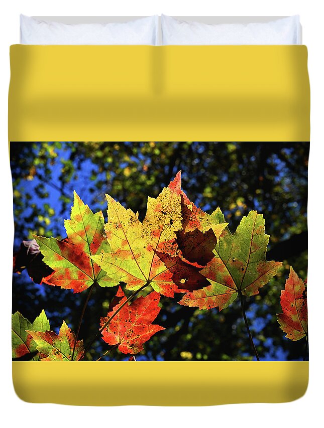 Fall Duvet Cover featuring the photograph Speckled Maple by Steven Nelson