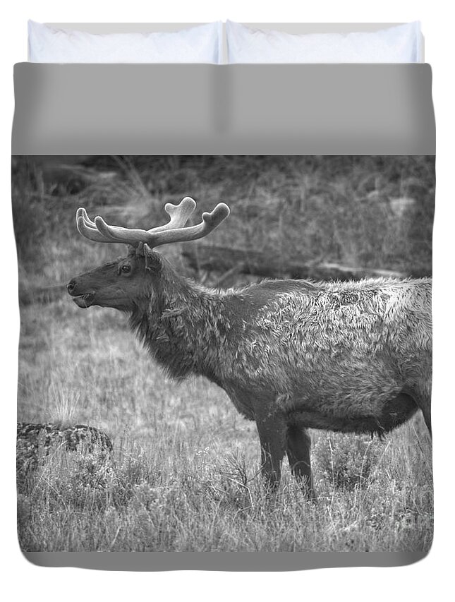 Elk Duvet Cover featuring the photograph Spring Elk Pose Black And White by Adam Jewell