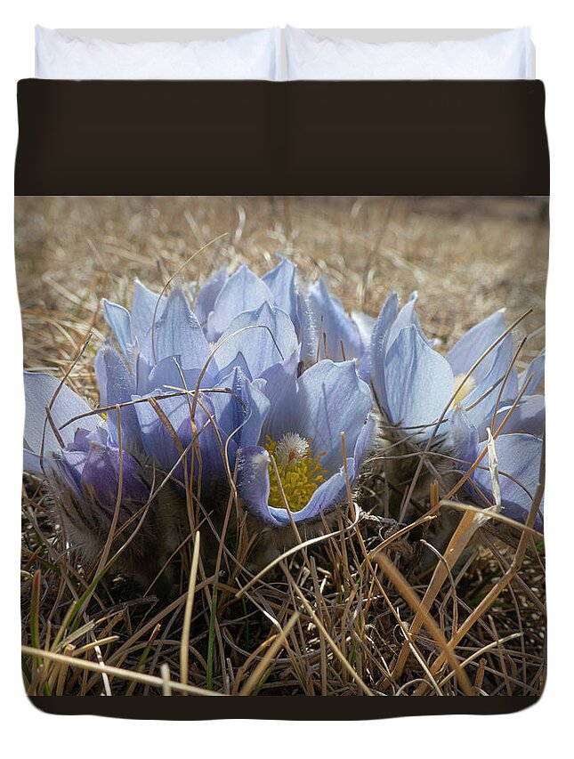 Crocus Duvet Cover featuring the photograph Spring Prairie Crocus by Karen Rispin