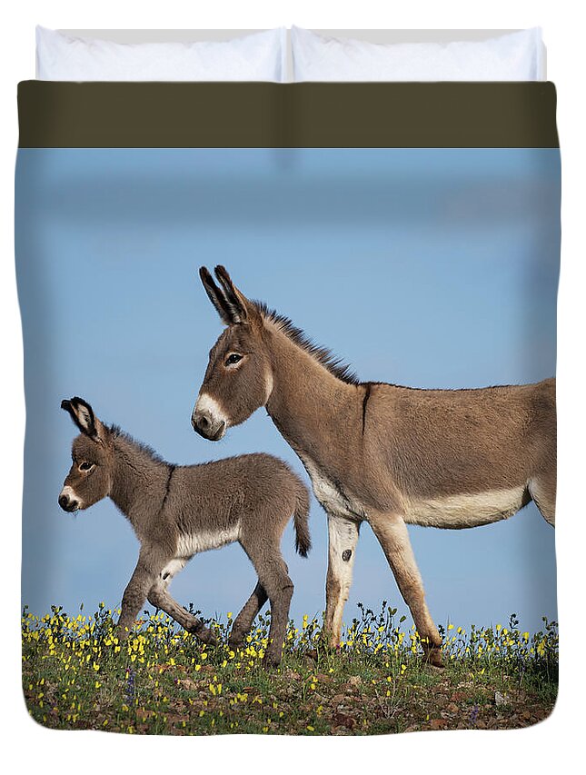 Wild Burros Duvet Cover featuring the photograph Spring Saunter by Mary Hone