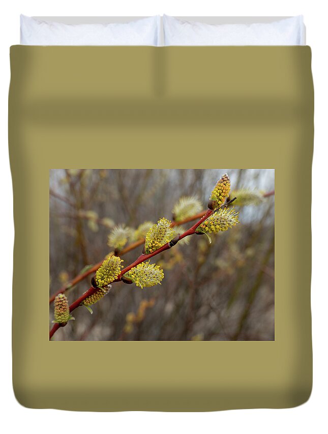 Spring Duvet Cover featuring the photograph Spring willow catkins flowering by Phil And Karen Rispin